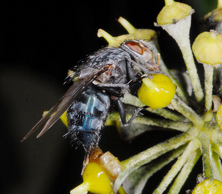 Bluebottle